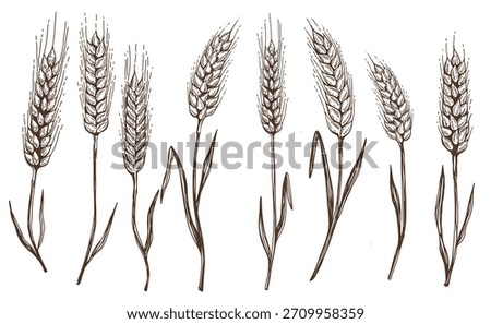 wheat bread ears hand drawn vector illustration