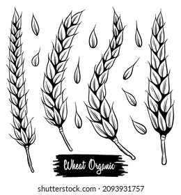 Wheat bread ears sketch hand drawn vector illustration. Isolated on white background