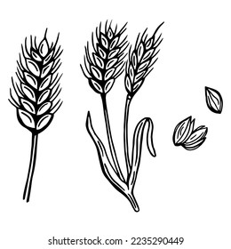 Los oídos del pan de trigo esbozan la ilustración vectorial dibujada a mano. Aislado sobre blanco