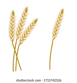 Wheat.  A bunch of sprouts. Wheat Germ. Ear Spike. Stalks. Natural and Ecological. Summer Harvest. Vector Illustration. White background isolated.