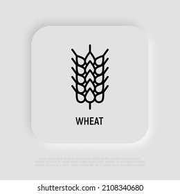 Trigo, cereal, icono de la línea delgada de cebada. Intolerancia al símbolo gluten. Pan orgánico. Ilustración vectorial.