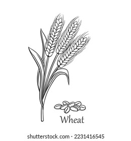 Wheat cereal crop outline icon vector illustration. Line hand drawing bunch of ripe ears with spikes, whole grains, seeds pile and leaves on stalk to produce flour for baking bread and Wheat text