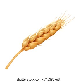 Wheat, cereals realistic vector illustration