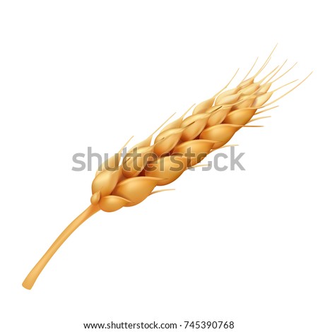 Wheat, cereals realistic vector illustration