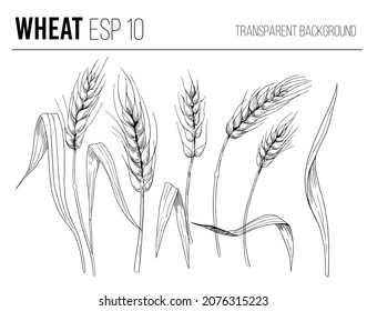 Wheat, cereals, spikelets. Vector background design