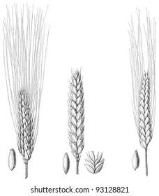 Wheat Collection / Vintage Illustration From Meyers Konversations-Lexikon 1897