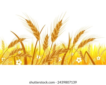 wheat crop in field illustration  vector  grain 