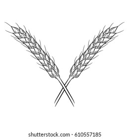 Wheat drawing. Isolated on white background. Hand drawn in a graphic style. Detailed vegetarian food. Great for menu, label, poster, print.