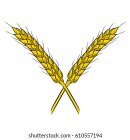 Wheat drawing. Isolated on white background. Hand drawn in a graphic style. Detailed vegetarian food. Great for menu, label, poster, print.