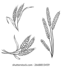 Desenho de esboço do vetor botânico do ouvido de trigo