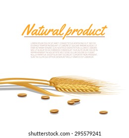 Wheat ear with cereals and natural product text poster vector illustration