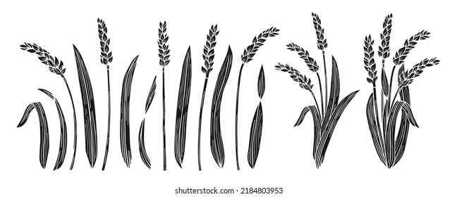 Wheat ear engraving set. Cereals ink stamp ripe spike wheat collection. Agricultural symbol, flour production. Design farm elements, organic vegetarian bread or beer packaging label vector
