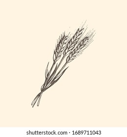 Wheat ear graphic illustration in vector. Drawn rye spike in the engraving style.