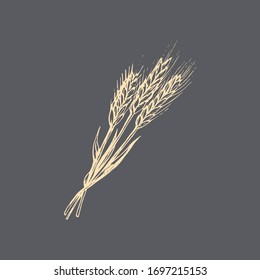 Wheat ear graphic illustration in vector. Drawn rye spike in the engraving style.