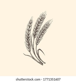 Wheat ear graphic illustration in vector. Drawn rye spike in engraving style.