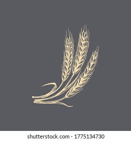Wheat ear graphic illustration in vector. Drawn rye spike in engraving style.
