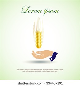 Wheat ear and hand