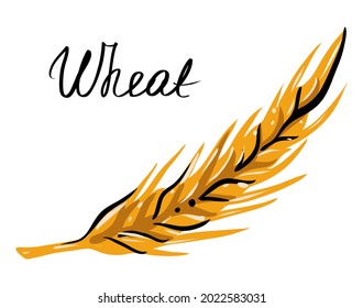 Wheat ear, hand drawn, color, vector