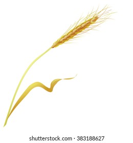 Wheat ear. Hand drawn vector illustration of ripe, yellow wheat ear on white background in realistic style.