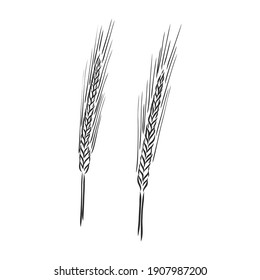 Wheat Ear Handmade vector illustration, sketch. wheat vector sketch illustration