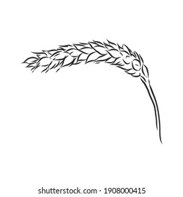 Wheat Ear Handmade vector illustration, sketch. wheat vector sketch illustration