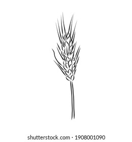 Wheat Ear Handmade vector illustration, sketch. wheat vector sketch illustration