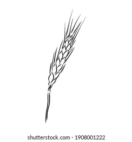 Weizenähren, handgemachte Vektorgrafik, Skizze. Weizenvektorgrafik