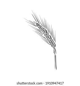 Wheat Ear Handmade vector illustration, sketch. wheat vector sketch illustration