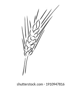 Wheat Ear Handmade vector illustration, sketch. wheat vector sketch illustration