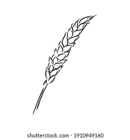 Wheat Ear Handmade vector illustration, sketch. wheat vector sketch illustration