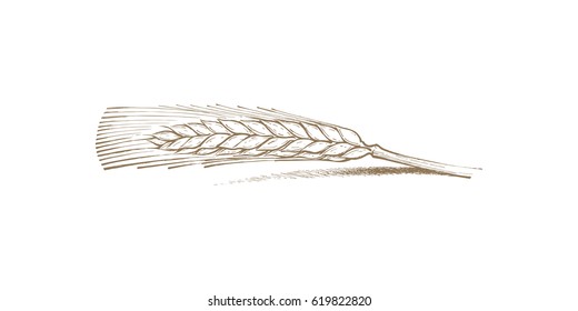 Wheat Ear Handmade vector illustration, sketch