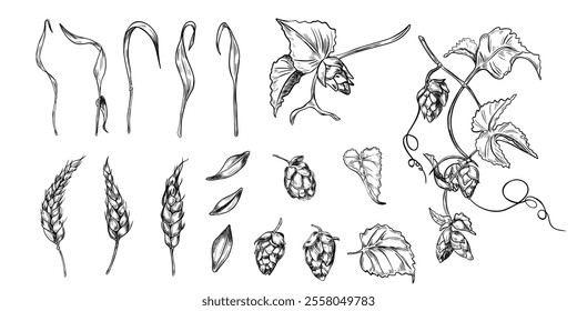 Wheat ear, hop cones on vine black white graphic vector illustration isolated. Set of brewing ingredients: spikelet of rye, humulus plant hand drawn by engraving for beer label, packaging, branding