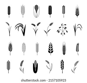 Wheat ear icons set. Barley and corn cereal, rye and rice grain, black silhouettes decorative isolated bakery collection, seed harvest for farm bread or beer. Organic food illustration vector