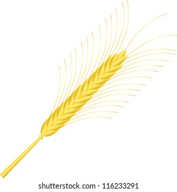 Wheat ear isolated on white background - vector