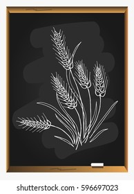 Wheat ear on blackboard background. Ears of Wheat icon. vector illustration.