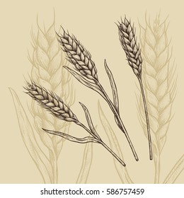 Wheat ear on sienna background vector illustration. Ink line draw vector. Wheat ear engraving illustration