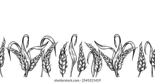 Wheat ear on stem black white graphic vector seamless border isolated. Spikelet rye, barley stalks monochrome hand drawn by ink repeated texture for design beer label, organic product, bakery.