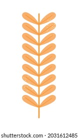 wheat ear on white background