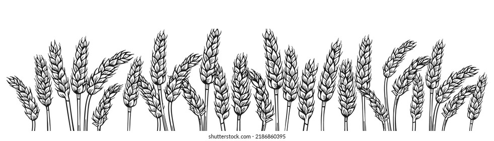 Wheat ear sketch border background. Agricultural card, flour production. Cereals ripe spike wheat frame horizontal pattern. Design template farm elements, organic bread, beer packaging label