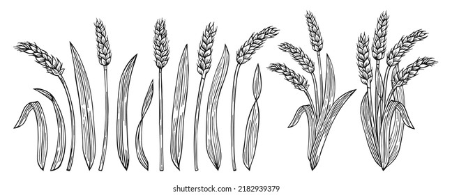 Wheat ear sketch cartoon set. Cereals gold ripe spike wheat collection. Agricultural symbol, flour production. Design farm elements, organic vegetarian bread or beer packaging label vector