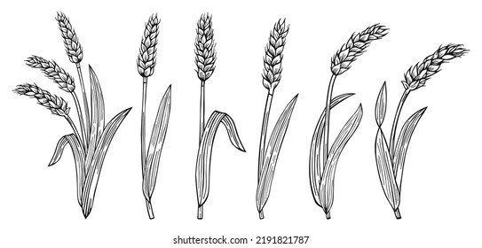Juego de dibujos animados para el oído de trigo. Símbolo de abundancia agrícola, producción de harina. Cereales maduros para la recolección de trigo con espiga. Diseñar elementos de granja, pan vegetal orgánico o etiqueta de envasado de cerveza vector