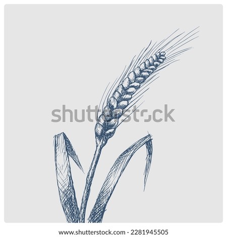 Wheat ear sketch obsolete blue style vector illustration. Old hand drawn azure engraving imitation.