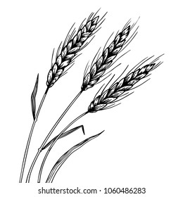 Wheat ear spikelet engraving vector illustration. Scratch board style imitation. Black and white hand drawn image.