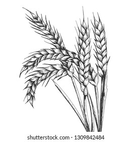 Wheat ear spikelet engraving vector illustration. Scratch board style imitation. Black and white hand drawn image.