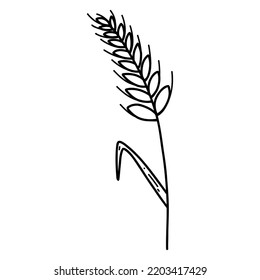 Wheat ear spikelet with grains in doodle style. Vector line illustration of cereal grain stem, rye ear, organic vegetarian food for backery, flour production or packaging design.