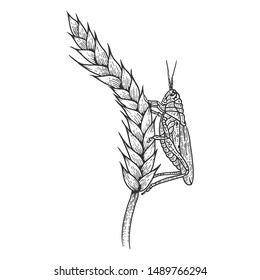 Wheat ear spikelet with Locusts grasshopper sketch engraving vector illustration. Scratch board style imitation. Black and white hand drawn image.
