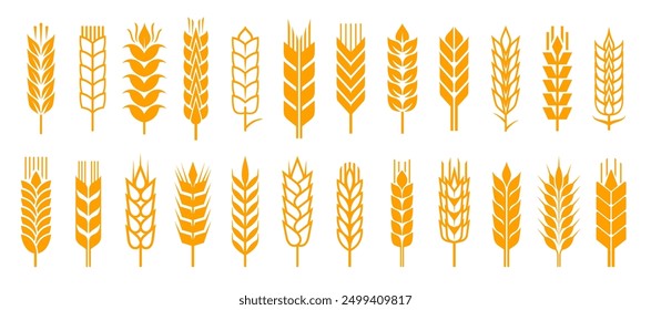 Weizenähren mit Getreidekörnern, Vektorsymbolen, Feldkulturpflanzen, Landwirtschaft, Backwaren und Mehlprodukten. Silhouetten von Goldweizenähren, getrockneten Stielen, Blättern und Getreidesamen, einzeln