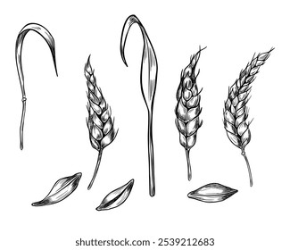 Wheat ear, stalks and grains black white graphic vector illustration isolated. Set of spikelet cereals, barley stems monochrome botanical sketch hand drawn by ink for natural design, grocery, bakery.