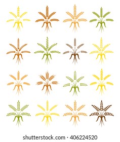 Wheat ear symbols for logo design.

