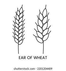 Wheat ear vector line icon, illustration of grain crop.